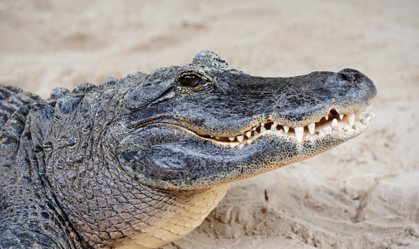 Alligator closeup on sand photo