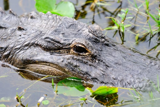 Alligator closeup in wild photo