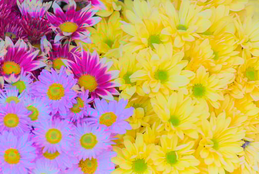 Colorful yellow, light purple, and mix purple white chrysanthemum flower photo