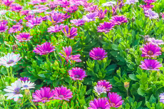 Purple daisy garden photo
