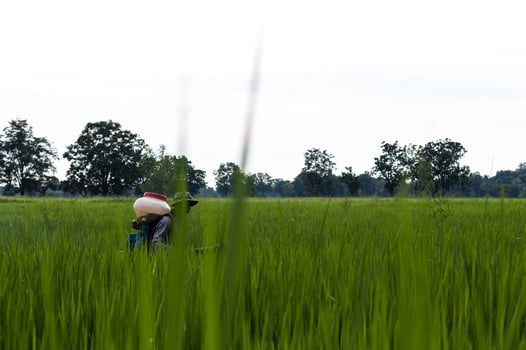Elderly man is spraying fertilizer in rice fields. photo