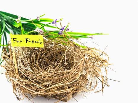 Bird nest for rent over white background, room rental concept photo