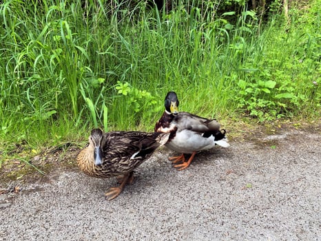 A view of a Mallard Duck photo