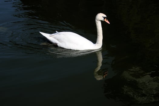 A view of a Mute Swan photo