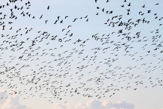 A view of some Geese in Flight over Martin Mere Nature Reserve photo