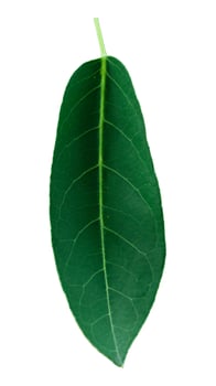 Green leaves isolated set on white background, clipping path. photo