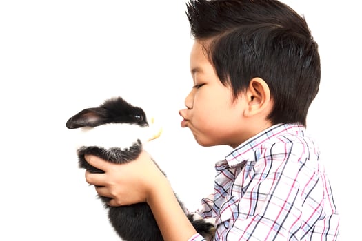 Asian kid playing with lovely baby rabbit isolated over white photo