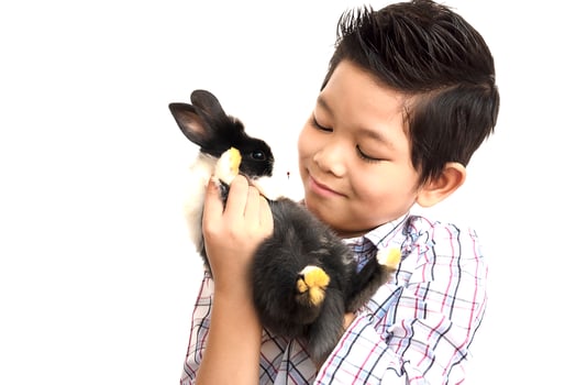 Asian kid playing with lovely baby rabbit isolated over white photo
