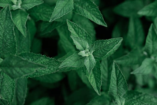green mint growing in the garden. photo