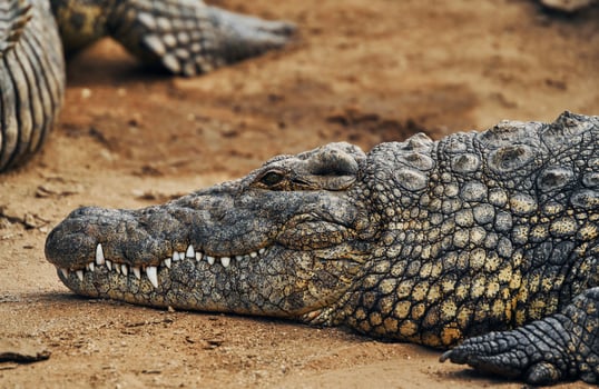 Close up view. Crocodiles relaxed and resting on the ground photo