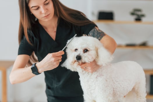 Woman taking care of the pet. Cute little dog is in the grooming studio photo
