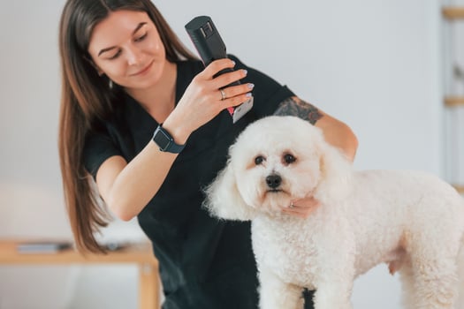 Young woman is working with pet. Cute little dog is in the grooming studio photo