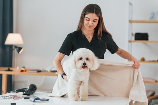 On the table. Cute little dog is in the grooming studio photo