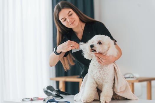 Beautiful pet. Cute little dog is in the grooming studio photo