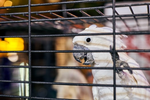 Cute white Cacatua cockatoo parrot in cage in cafe interior background, funny domestic bird photo