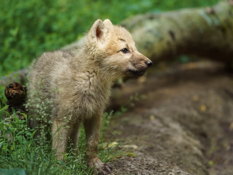 Arctic wolf in zoo photo