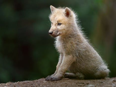 Arctic wolf in zoo photo