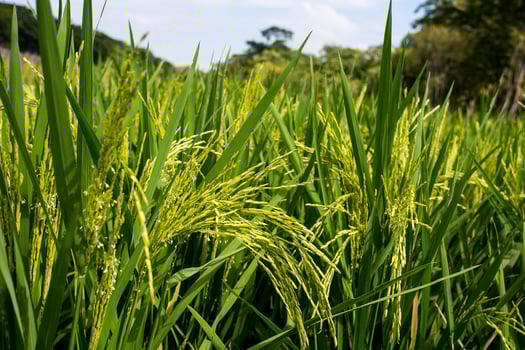 field of growing rice plants. green paddy. Cultivation of important crops of Thailand. photo