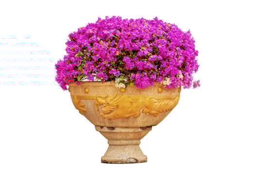 The pink bougainvillea in a flowerpot on a white background. photo
