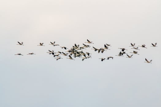 several cranes fly in the sky photo