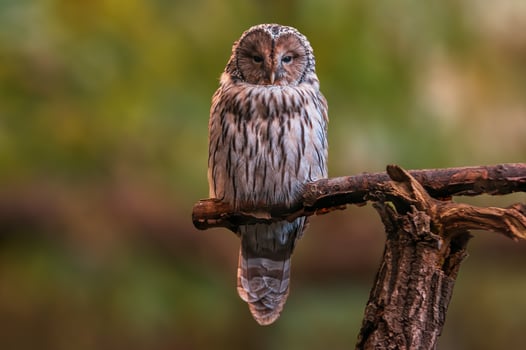 a Ural owl sits on a branch of a tree photo