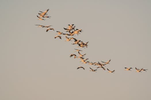 several cranes fly in the sky photo
