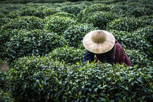 Every years In Spring Female use Hand finger pick green tea leaves at a tea plantation for best product and Natural selected , Fresh tea leaves in green tea farm at Hangzhou China. photo