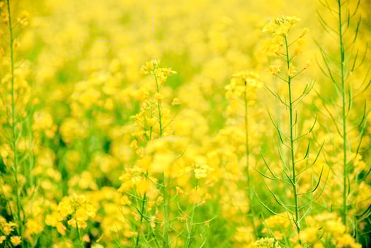 Background of Blooming yellow flowers field in natural summer and blurred image. photo