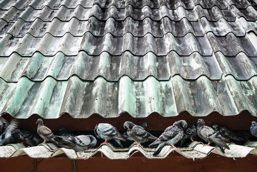 The pigeon escapes the hot air, resting the fur cleaning under the green roof. If tired take a break. photo