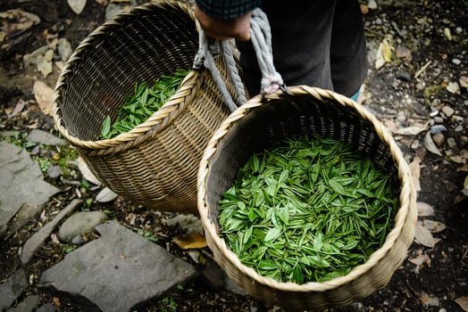 Fresh green tea leaves in bamboo basket are collected for further processing in hangzhou china photo