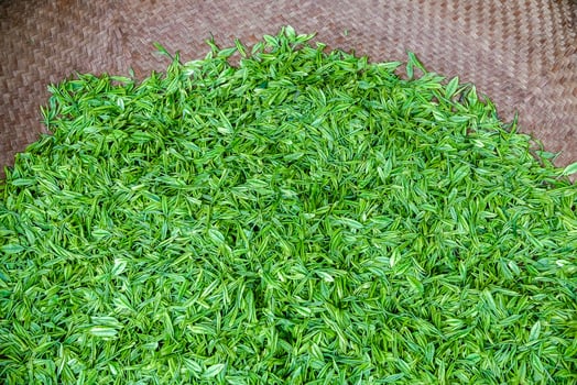 Fresh green tea leaves in bamboo basket are collected for further processing in hangzhou china photo