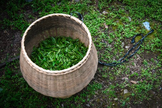Fresh green tea leaves in bamboo basket are collected for further processing in hangzhou china photo