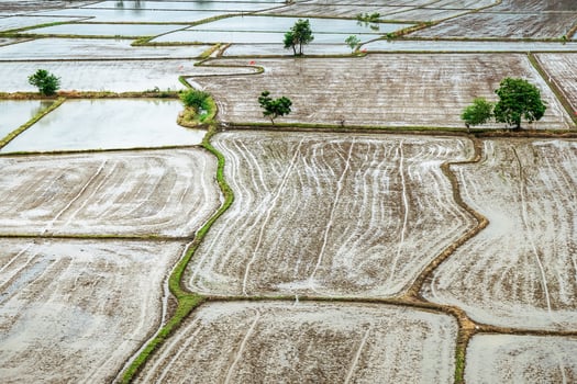 Rice fields background, In the rainy season, the farmer prepares a space for rice planting. photo