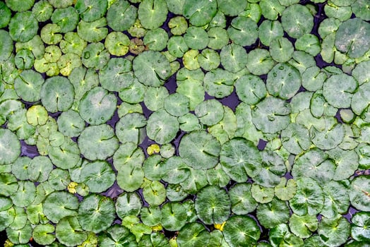 Top view of a lotus leaf on a pond with background photo