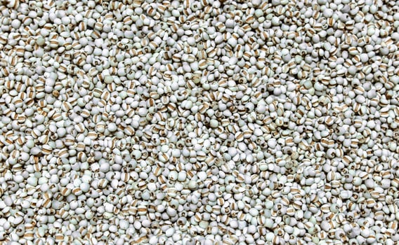 Background texture of raw pearl barley, job's tears is a herbal medicine photo
