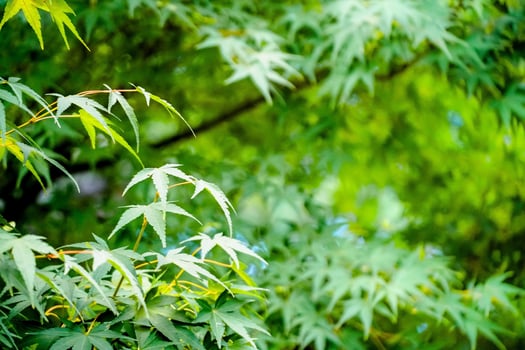 Green leaves texture background, Natural wallpaper photo