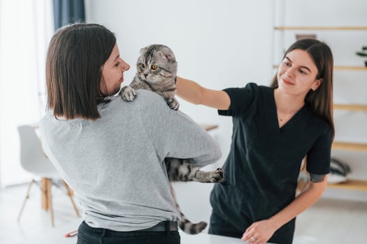 Owner holding animal. Scottish fold cat is in the grooming salon with female veterinarian photo