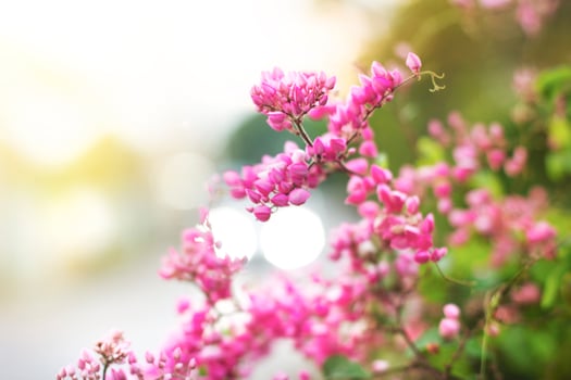 Beautiful pink Creeper flower with blur bokeh background. photo