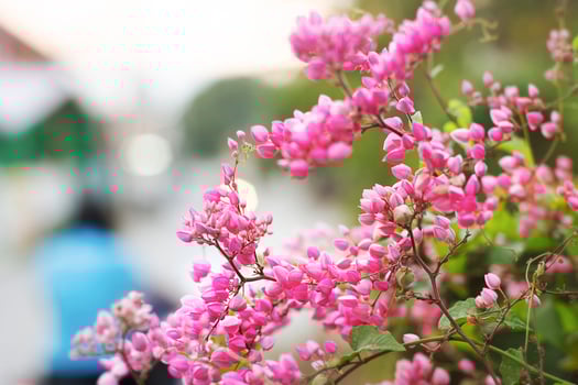 Beautiful pink Creeper flower with blur bokeh background. photo