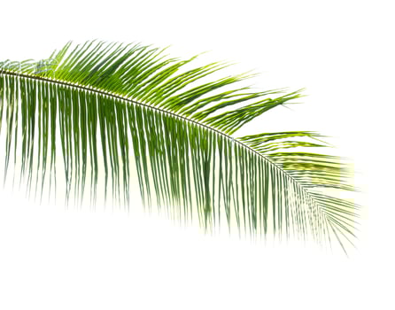 Coconut leaf isolated on white background photo