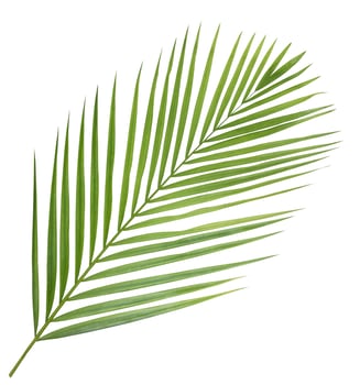 Green palm leaf isolated on white background photo