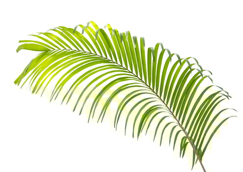 Green palm leaf isolated on white background photo