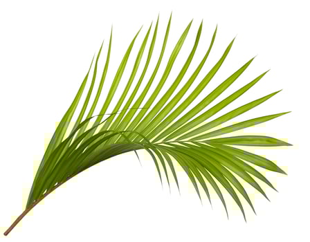 Green palm leaf isolated on white background photo