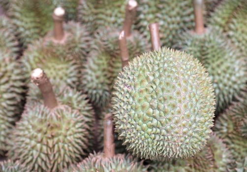 Pile of fresh durian fruit on the market stall in Thailand. photo