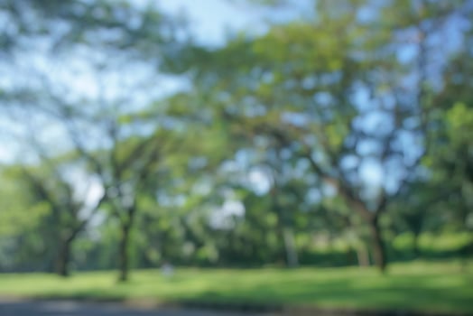 Green leaves on blurred greenery background. Concept plants landscape, ecology. Pro Photo