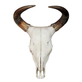 Bull Skull on a white background photo