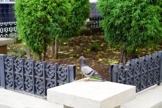 Portrait of a gray pigeon in a city park photo