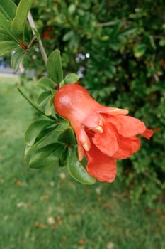 Flower of a Pomegranate tree in Benalmadena photo