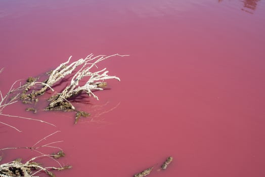 Dead plant in Salt Pink lake at West gate park in Melbourne, Victoria state of Australia. photo