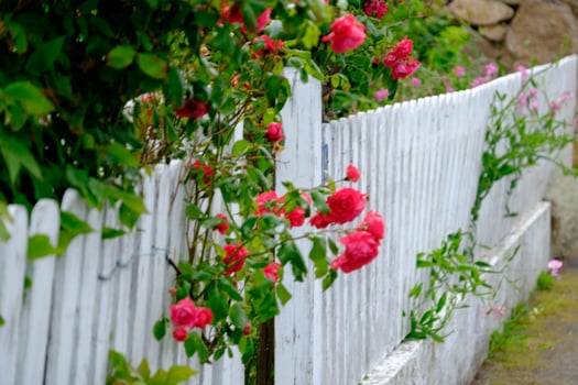 svaneke on Bornholm island photo